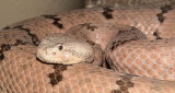 Banded Rock Rattlesnake