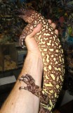 Beaded Lizard