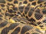 Yellow Anaconda