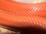 Patternless Corn Snake