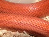 Patternless Corn Snake
