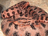 Carolina Red Pygmy Rattlesnake