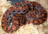 Brazilian Rainbow Boa