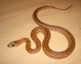 Cape Gopher Snake morph