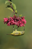 Fire-Tailed Sunbird hanging
