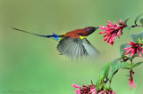 Mrs Gould Feeding in flight- 2