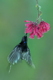 Black-Throated sunbird 2
