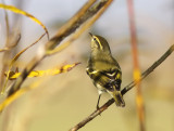 Taigasngare-Yellow-browed Warbler- ( Phylloscopus inornatus) 