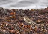 Rosenstare - Rose-coloured Starling (Sturnus roseus) 