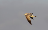 Fiskms - Common Gull (Larus canus)