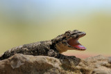 Gecko - שממית עצים - Cyrtodactylus kotschyi