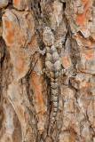 Gecko - שממית עצים - Cyrtodactylus kotschyi
