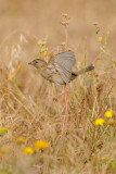 House Sparrow - דרור הבית - Passer domesticus