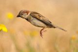 House Sparrow - דרור הבית - Passer domesticus
