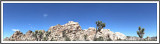 Joshua Tree Land