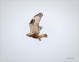 Rough Legged Hawk Fly Bye