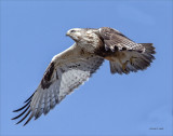 Take-N-Flight