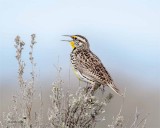 Meadow Lark, Lincoln County