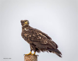 Juvenile Bald Eagle perched, West of Spokane