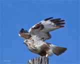 Rough Legged Hawk, Spokane County