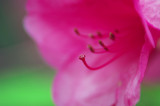 IMGP6436.jpg