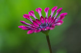 IMGP6506.jpg