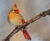 Cardinal rouge (femelle)