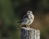 american kestral