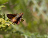 Little Skipper