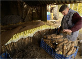 Open ground chicory cultivation