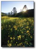 Northern AZ : Brown Eyed Susans, Backlit