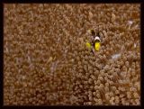 Find Waldo, (well this one is too easy)