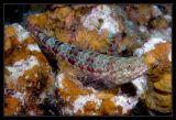 Lizardfish, any closer and Im out of here...