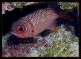  Soldierfish, but not much of a soldier
