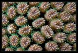 Coral Macro