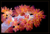 Soft Coral up close
