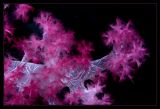 Soft Coral Macro