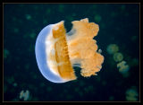 Jellyfish Lake--cut off from the ocean & trapped 20 million years ago