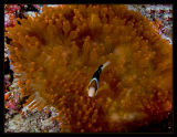 Unusual anemone w/anemonefish