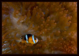  Orange-Finned Anemonefish