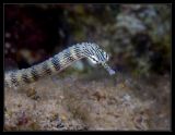 Pipefish up close and personal...