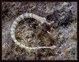 Network Pipefish, Corythoichthys flavofasciatus