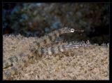 Network Pipefish Pair