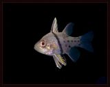 Orbicular Cardinalfish