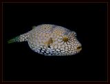 Juvenile Puffer