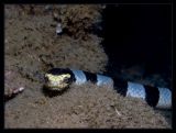 Staredown  - usually docile, but extremely venomous sea snake, Laticauda colubrina