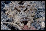 Spiny Devilfish