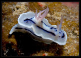 Chromodoris willani-nudibranch