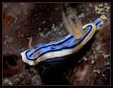 dorid nudibranch