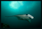 Another Manta with wings lowered, about to make a landing at the cleaning station